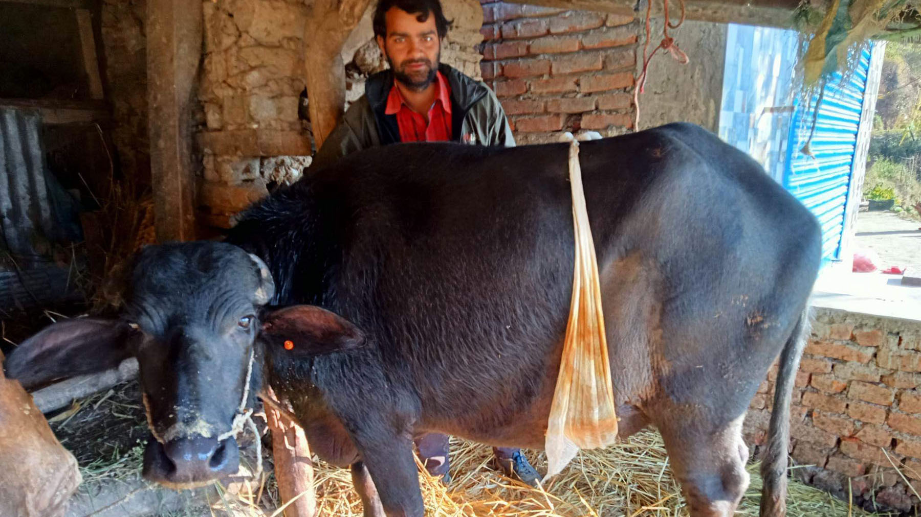 नुवाकोटको बेलकोटगढीमा शल्यक्रिया गरेर भैँसी सुत्केरी गराउँदा ...